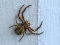 Braune Krabbenspinne